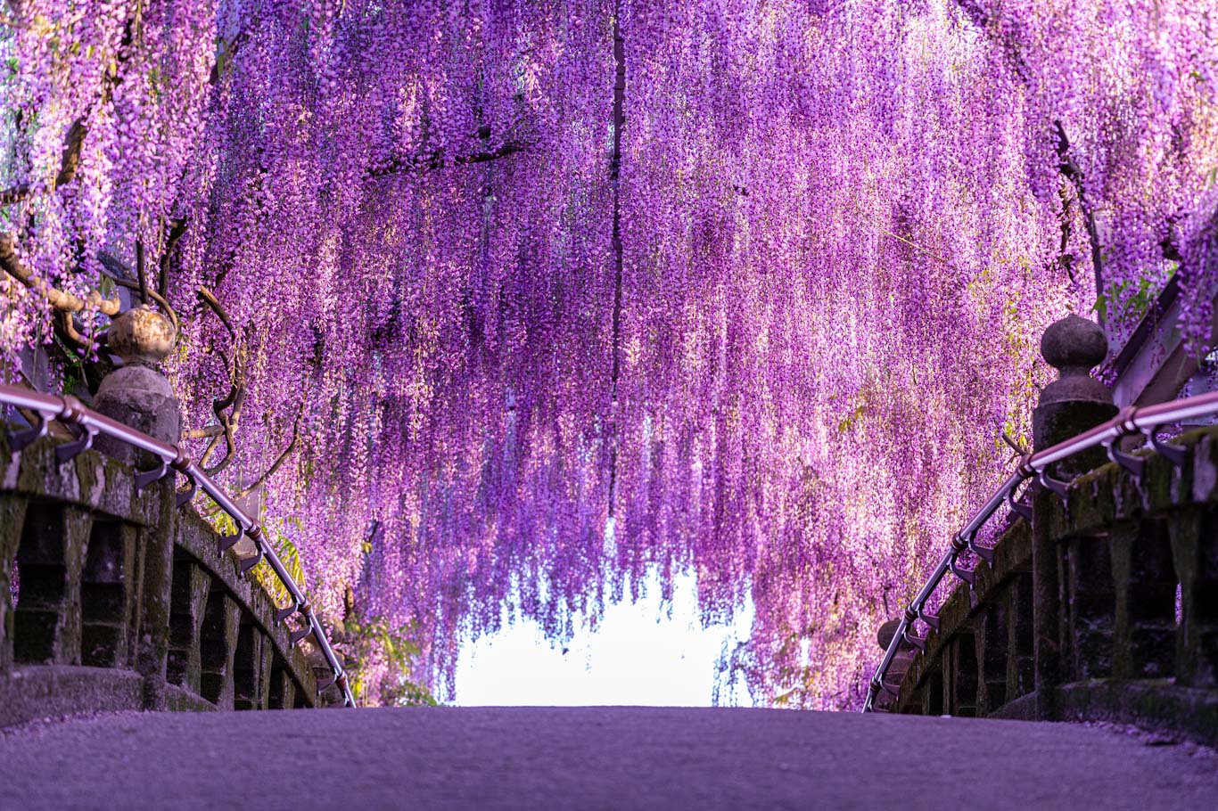 wisteria